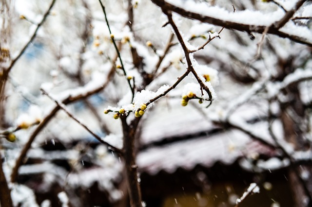 第二节试图