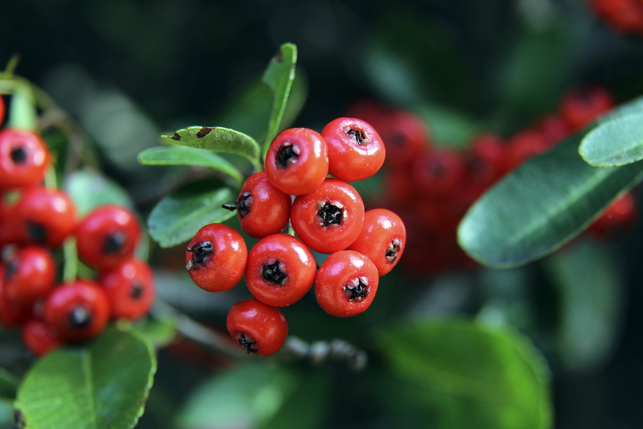 文化的象征 文化的象征